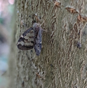 Scolypopa australis (TBC) at suppressed by ChrisAllen