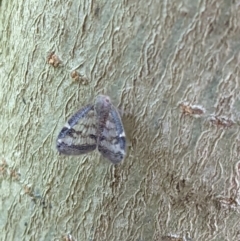 Scolypopa australis at Gateway Island, VIC - 12 Jan 2022 10:05 AM