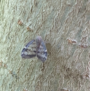 Scolypopa australis at Gateway Island, VIC - 12 Jan 2022