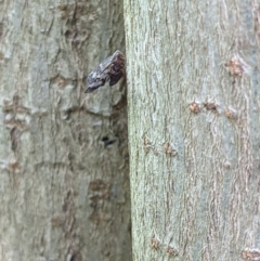 Scolypopa australis at Gateway Island, VIC - 12 Jan 2022