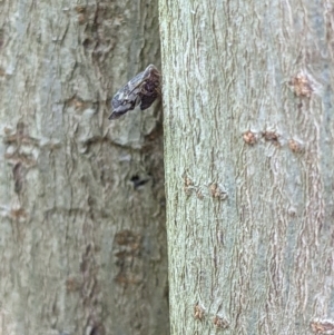 Scolypopa australis at Gateway Island, VIC - 12 Jan 2022 10:05 AM