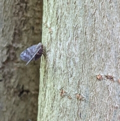 Scolypopa australis at Gateway Island, VIC - 12 Jan 2022 10:05 AM