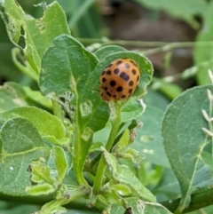 Epilachna vigintioctopunctata (28-spotted potato ladybird or Hadda beetle) at Gateway Island, VIC - 12 Jan 2022 by ChrisAllen