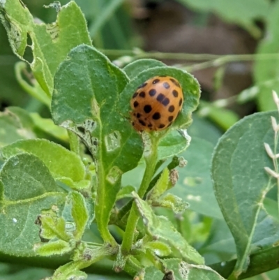 Henosepilachna vigintioctopunctata (28-spotted potato ladybird or Hadda beetle) at Gateway Island, VIC - 11 Jan 2022 by ChrisAllen