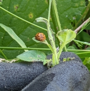 Henosepilachna vigintioctopunctata at Gateway Island, VIC - 12 Jan 2022