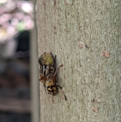 Eristalinus punctulatus (Golden Native Drone Fly) at Wodonga - 12 Jan 2022 by ChrisAllen