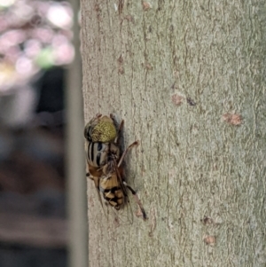 Eristalinus punctulatus at Gateway Island, VIC - 12 Jan 2022 11:11 AM