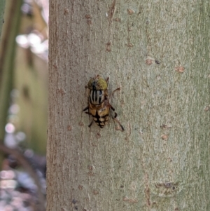 Eristalinus punctulatus at Gateway Island, VIC - 12 Jan 2022 11:11 AM