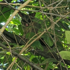 Trichosurus vulpecula (TBC) at suppressed by ChrisAllen