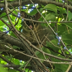 Trichosurus vulpecula at Gateway Island, VIC - 13 Jan 2022 10:37 AM