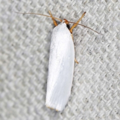 Xylorycta luteotactella (A Gelechioid moth) at O'Connor, ACT - 12 Jan 2022 by ibaird