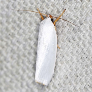 Xylorycta luteotactella at O'Connor, ACT - 12 Jan 2022 10:15 PM