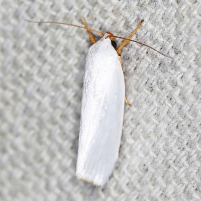 Xylorycta luteotactella (A Gelechioid moth) at O'Connor, ACT - 12 Jan 2022 by ibaird