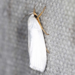 Xylorycta luteotactella at O'Connor, ACT - 12 Jan 2022 10:15 PM