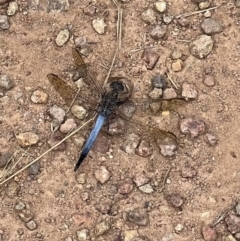 Orthetrum caledonicum (Blue Skimmer) at Casey, ACT - 13 Jan 2022 by SimoneC