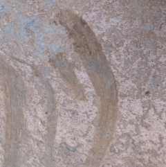 Unidentified Fossil / Geological Feature (TBC) at Cavan, NSW - 18 Jan 2021 by SimoneC
