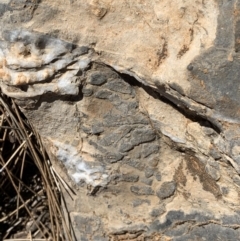 Unverified Fossil / Geological Feature by SimoneC