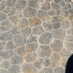 Unverified Fossil / Geological Feature by SimoneC