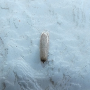 Oecophoridae (family) at McKellar, ACT - 13 Jan 2022