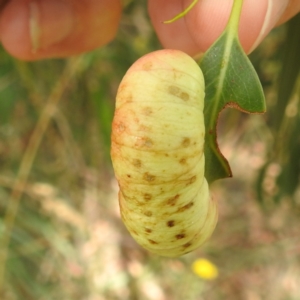 Fergusonina sp. (genus) at Kambah, ACT - 13 Jan 2022