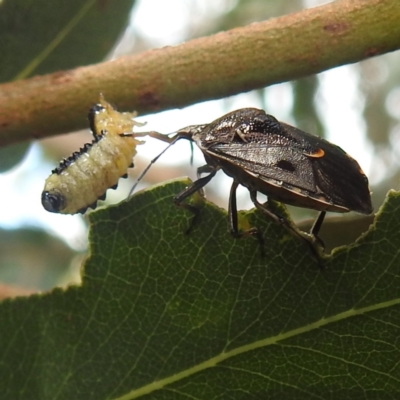 Cermatulus nasalis (Predatory shield bug, Glossy shield bug) at Lions Youth Haven - Westwood Farm A.C.T. - 13 Jan 2022 by HelenCross