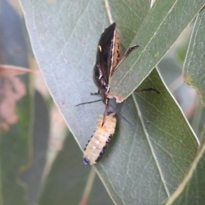 Cermatulus nasalis at Kambah, ACT - 13 Jan 2022