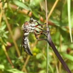 Chrysopogon muelleri (Robber fly) at Kambah, ACT - 13 Jan 2022 by HelenCross