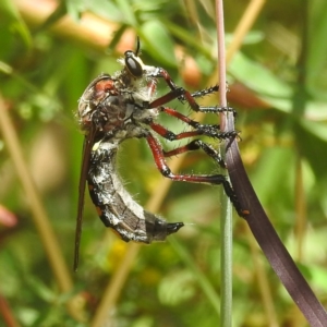 Chrysopogon muelleri at Kambah, ACT - 13 Jan 2022