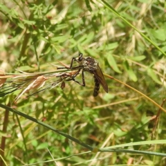 Chrysopogon muelleri at Kambah, ACT - 13 Jan 2022