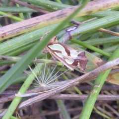 Cosmodes elegans (Green Blotched Moth) at Lions Youth Haven - Westwood Farm A.C.T. - 13 Jan 2022 by HelenCross