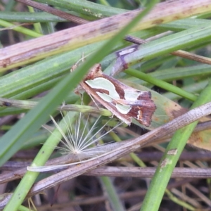 Cosmodes elegans at Kambah, ACT - suppressed