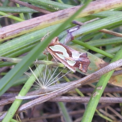 Cosmodes elegans (Green Blotched Moth) at Kambah, ACT - 13 Jan 2022 by HelenCross