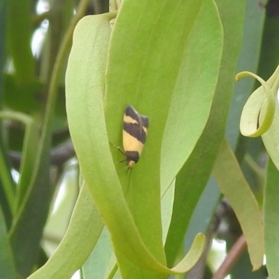 Echinobasis halata (A Concealer moth) at Stromlo, ACT - 13 Jan 2022 by HelenCross