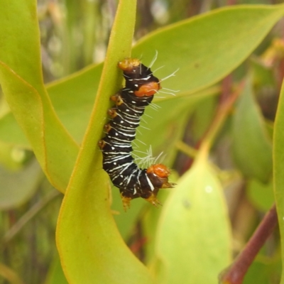 Comocrus behri (Mistletoe Day Moth) at Lions Youth Haven - Westwood Farm A.C.T. - 13 Jan 2022 by HelenCross