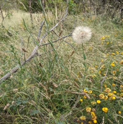 Tragopogon dubius (Goatsbeard) at Mount Majura - 13 Jan 2022 by abread111