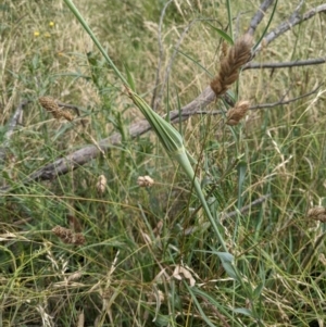 Tragopogon dubius at Hackett, ACT - 13 Jan 2022 11:16 AM