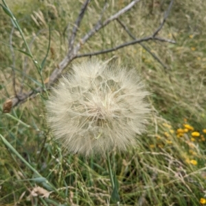 Tragopogon dubius at Hackett, ACT - 13 Jan 2022 11:16 AM