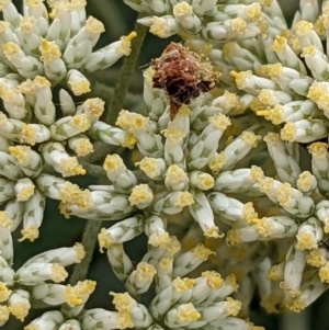 Cassinia sp. at Hackett, ACT - 13 Jan 2022