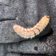 Anthela (genus) immature (Unidentified Anthelid Moth) at Molonglo Valley, ACT - 13 Jan 2022 by AndyRussell