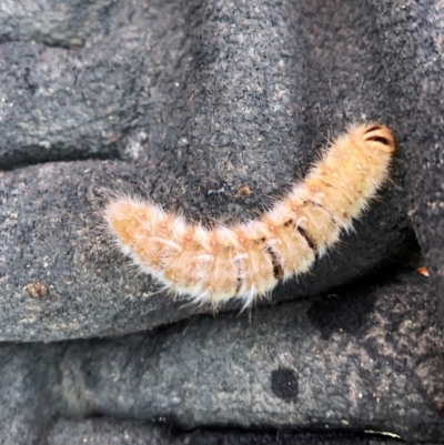 Anthela (genus) immature (Unidentified Anthelid Moth) at Sth Tablelands Ecosystem Park - 12 Jan 2022 by AndyRussell