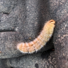 Anthela (genus) immature at Molonglo Valley, ACT - 13 Jan 2022 09:52 AM