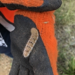 Anthela (genus) immature at Molonglo Valley, ACT - 13 Jan 2022 09:52 AM