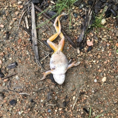 Unidentified Reptile and Frog at Molonglo Valley, ACT - 25 Nov 2021 by AndyRussell