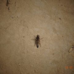 Apiocera sp. (genus) (A flower loving fly) at Point Hut to Tharwa - 13 Jan 2022 by GirtsO