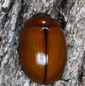 Paropsisterna rufobrunnea at Mulloon, NSW - 10 Jan 2022 10:37 AM