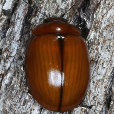 Paropsisterna rufobrunnea at Mulloon, NSW - 10 Jan 2022 by jb2602