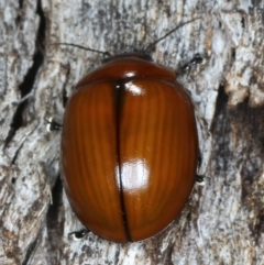 Paropsisterna rufobrunnea at Mulloon, NSW - 10 Jan 2022