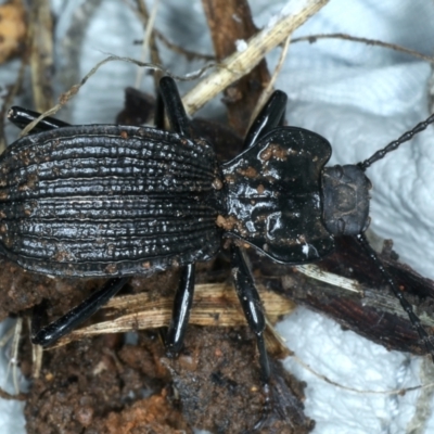 Cardiothorax undulaticostis (A darkling beetle) at Monga National Park - 10 Jan 2022 by jb2602