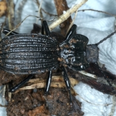 Cardiothorax undulaticostis (A darkling beetle) at Monga, NSW - 10 Jan 2022 by jbromilow50