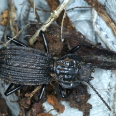 Cardiothorax undulaticostis at Monga, NSW - 10 Jan 2022